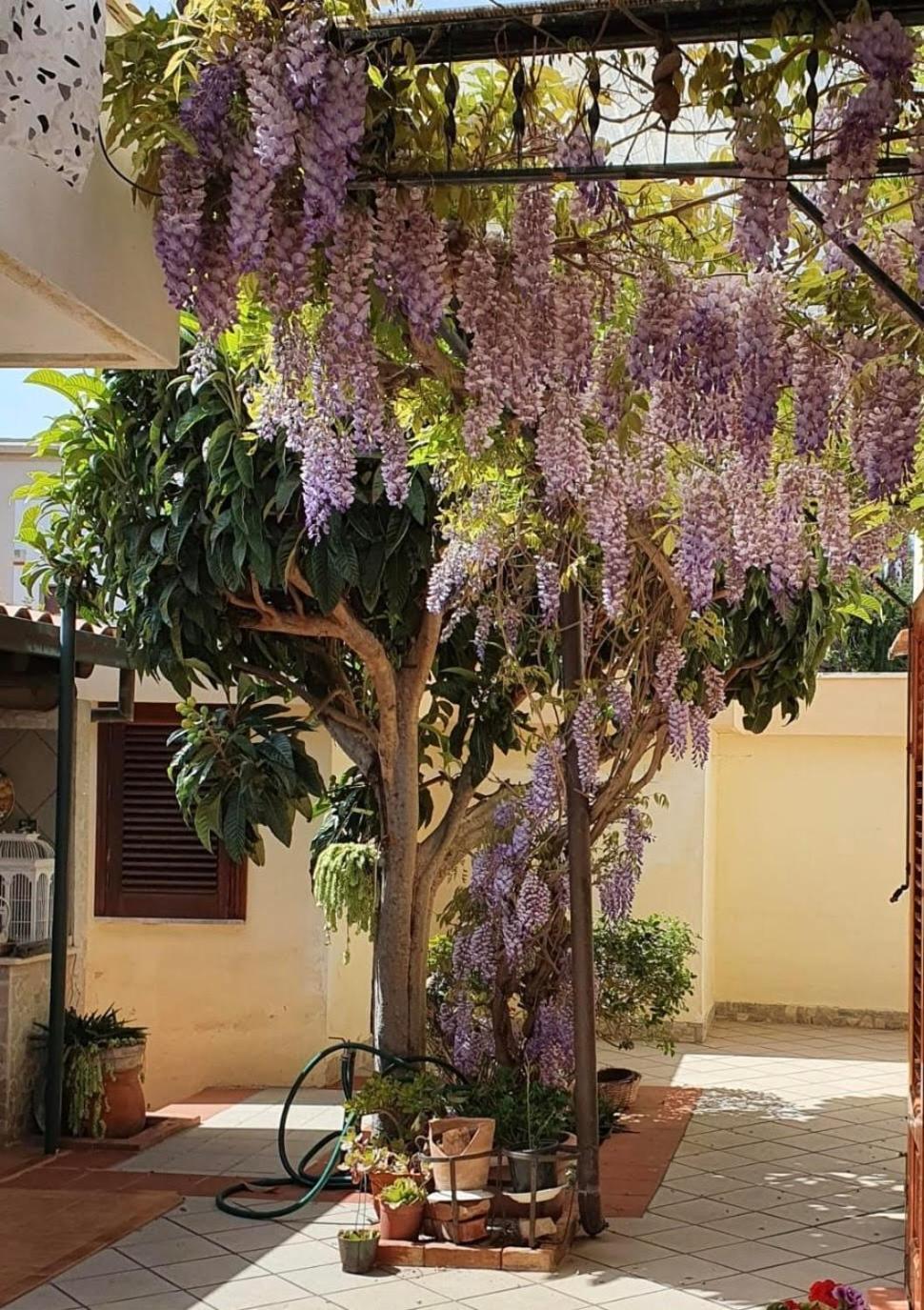 La Depandance Di Villa Rosa Locazioni Brevi 蒙德罗 外观 照片
